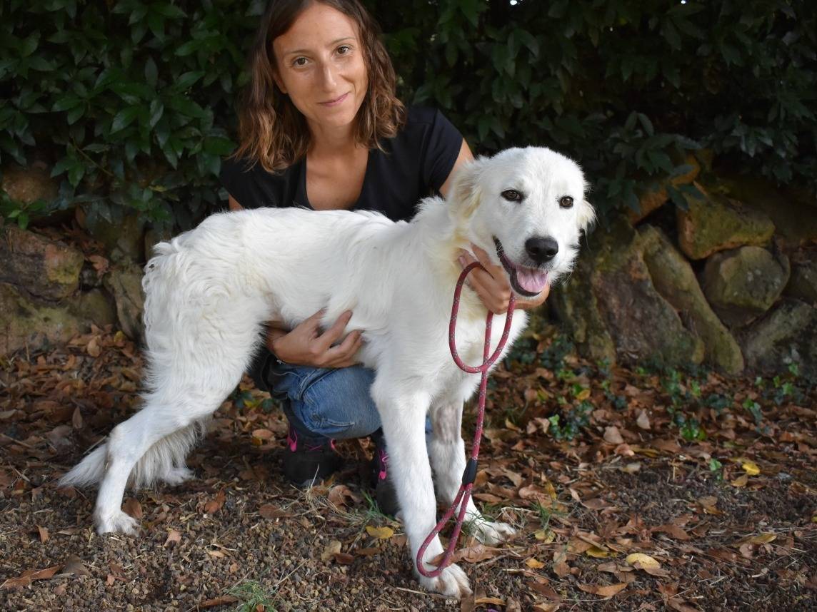 Adotta un cane, taglia media, femmina, Roma