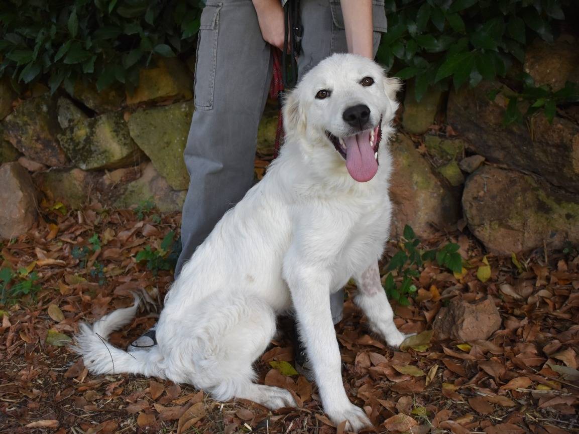 Vuoi adottare un cane a Roma?