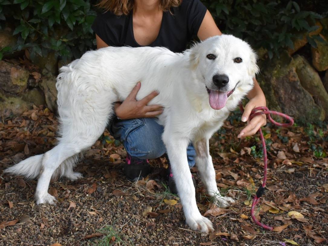 Adotta il cane Fanya a Roma