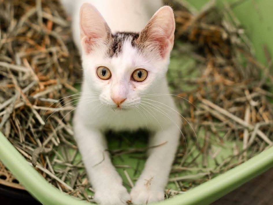 Adozione gatto, femmina, Razza sconosciuta Razza sconosciuta, 4 mesi, taglia non valida, Bari
