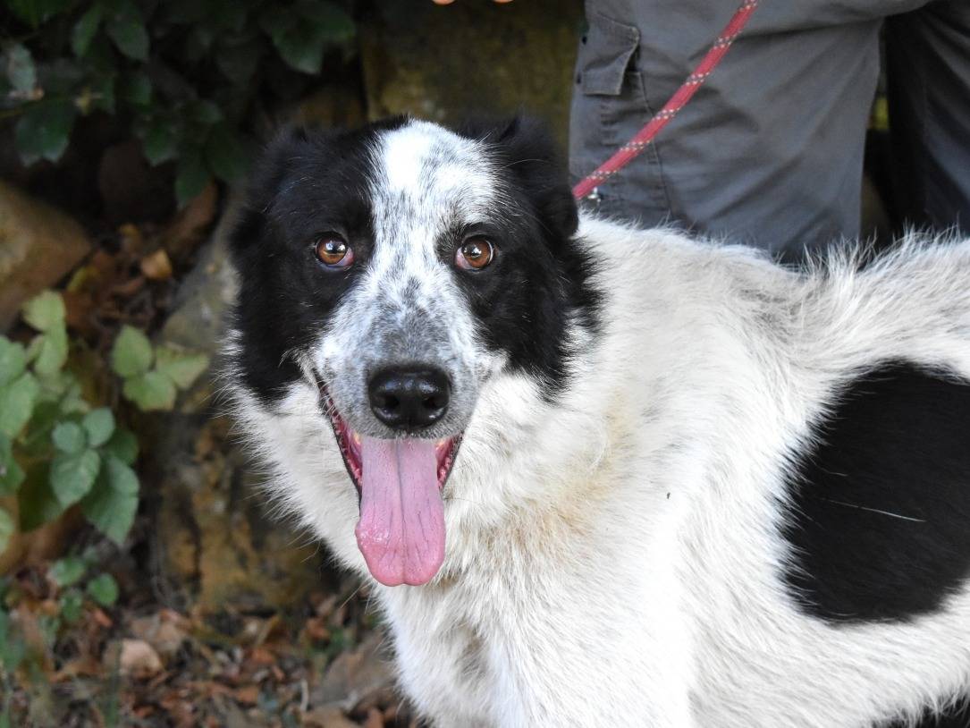Adozione cane, femmina, Pastore maremmano Razza sconosciuta, 2 anni e 8 mesi, taglia grande, Roma