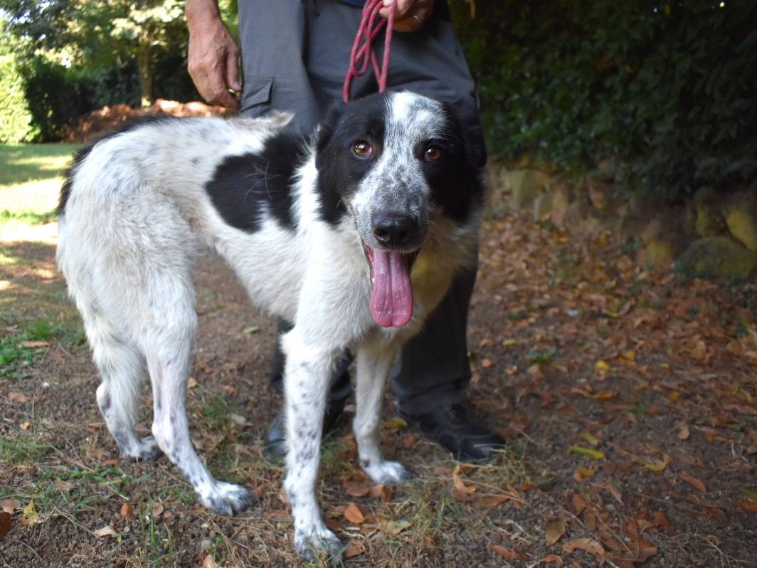 Adotta un cane, femmina, 2 anni e 8 mesi, Roma