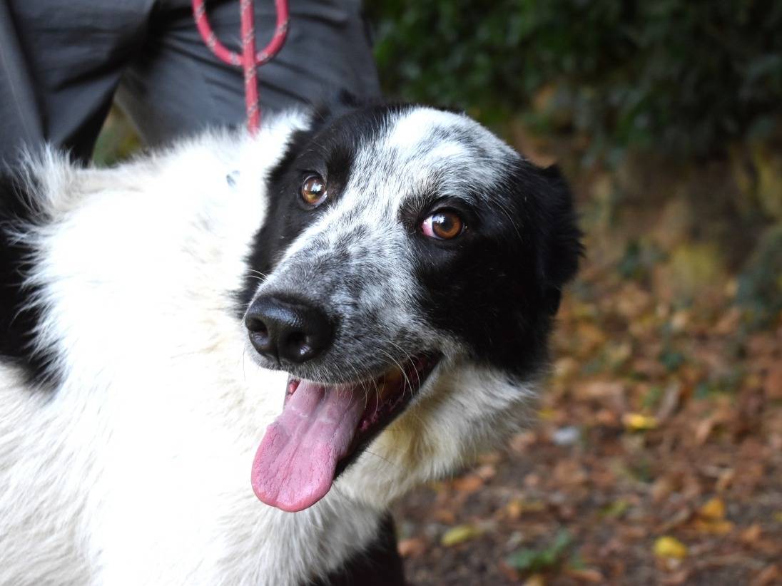 Adotta un cane, taglia grande, femmina, Roma
