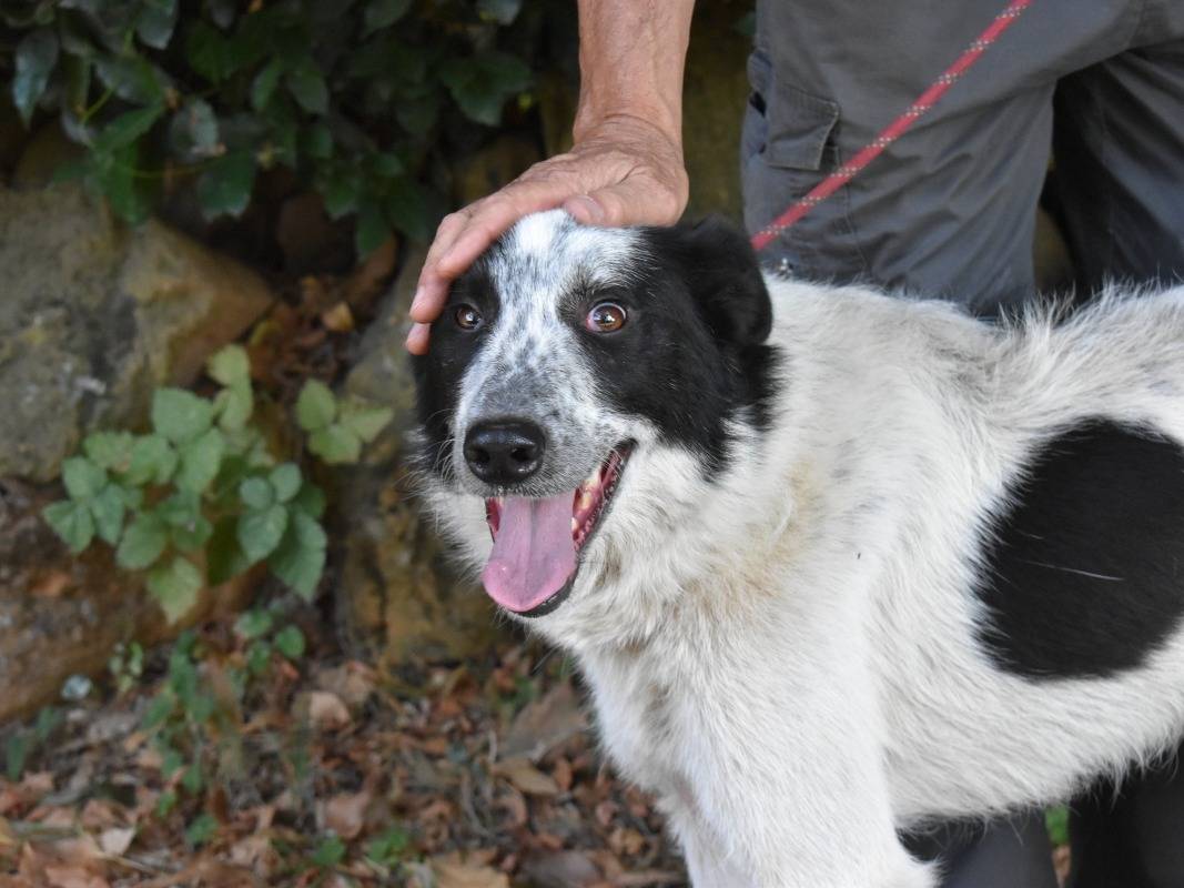 Vuoi adottare un cane a Roma?