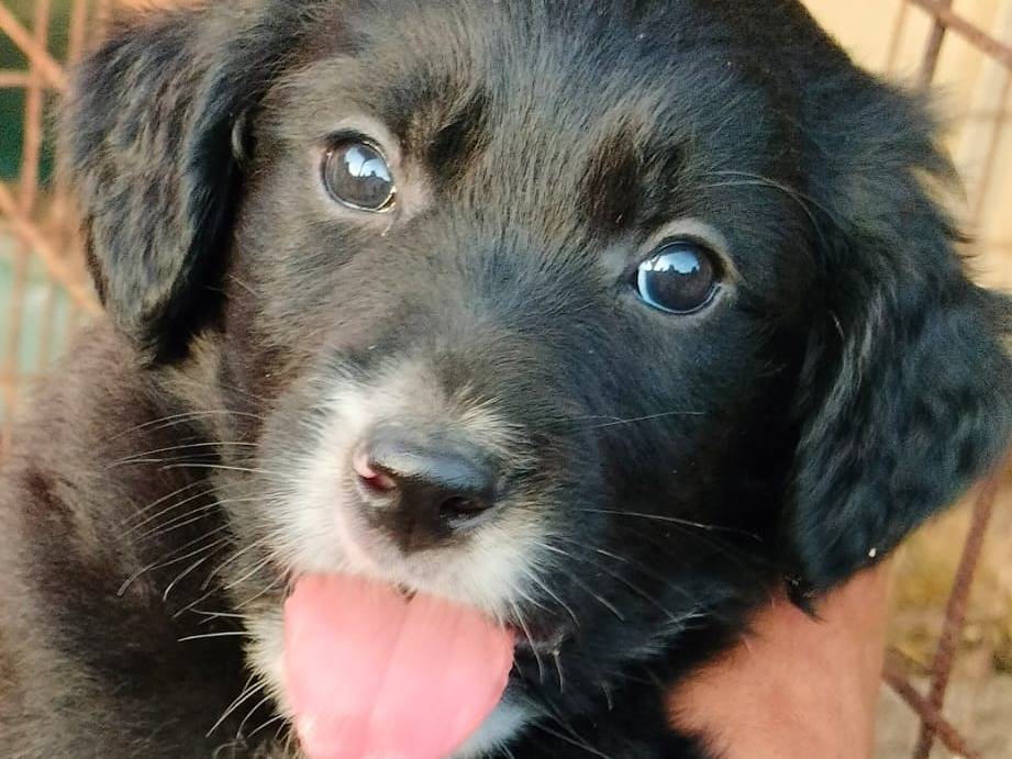 Adozione cane, maschio, Razza sconosciuta Razza sconosciuta, 1 mesi, taglia media, Frosinone