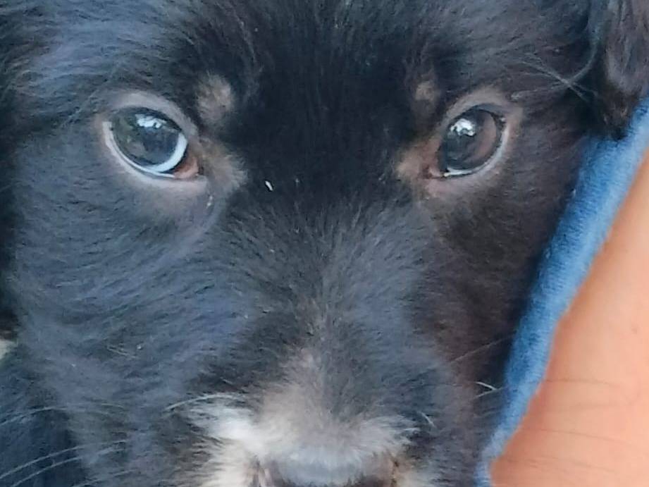 Adotta un cane, maschio, 1 mesi, Frosinone