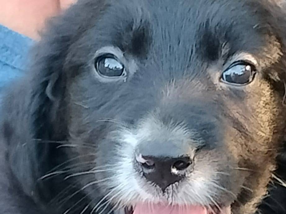 Adotta un cane, taglia media, maschio, Frosinone