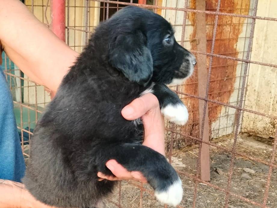 Vuoi adottare un cane a Frosinone?