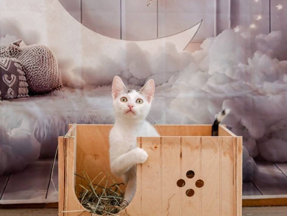 Vuoi adottare un gatto a Bari?