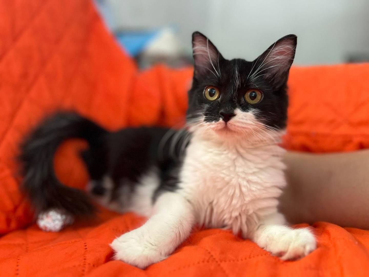 Adozione gatto, femmina, Razza sconosciuta Razza sconosciuta, 5 mesi, taglia non valida, Reggio