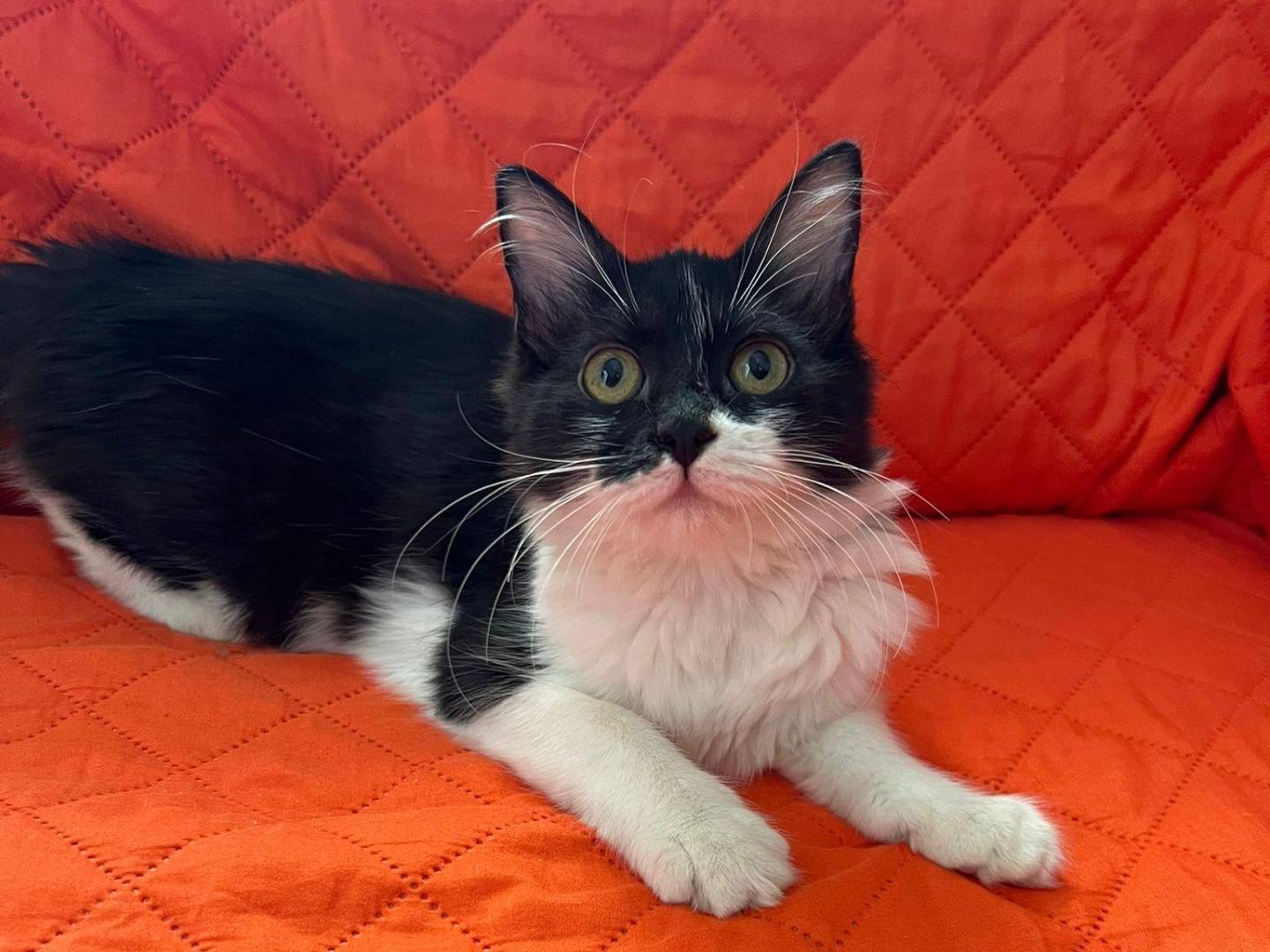 Adotta un gatto, femmina, 5 mesi, Reggio