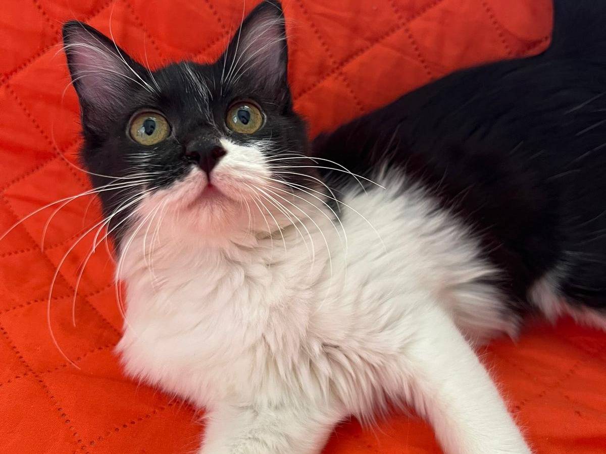 Adotta un gatto, taglia non valida, femmina, Reggio