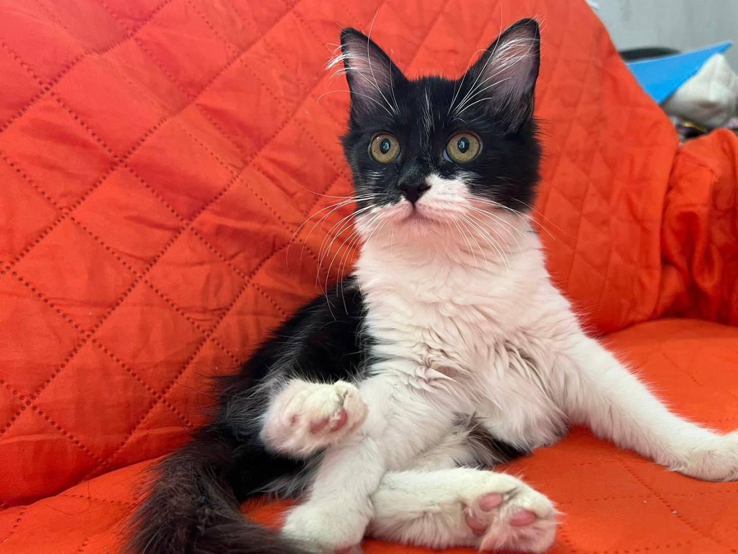 Vuoi adottare un gatto a Reggio?