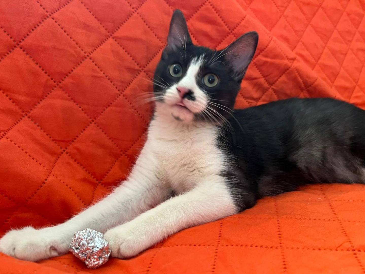 Adotta il gatto Nora  a Reggio