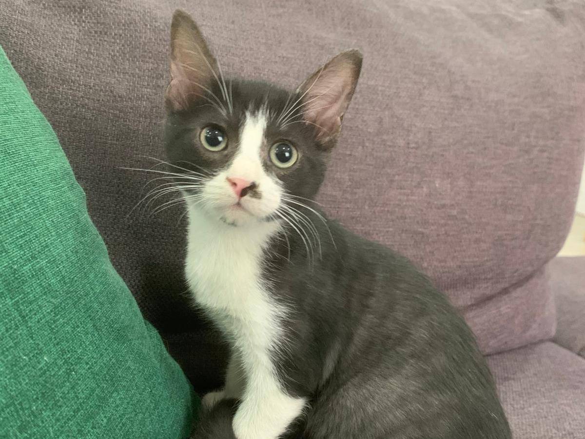 Adozione gatto, maschio, Razza sconosciuta Razza sconosciuta, 5 mesi, taglia non valida, Catanzaro