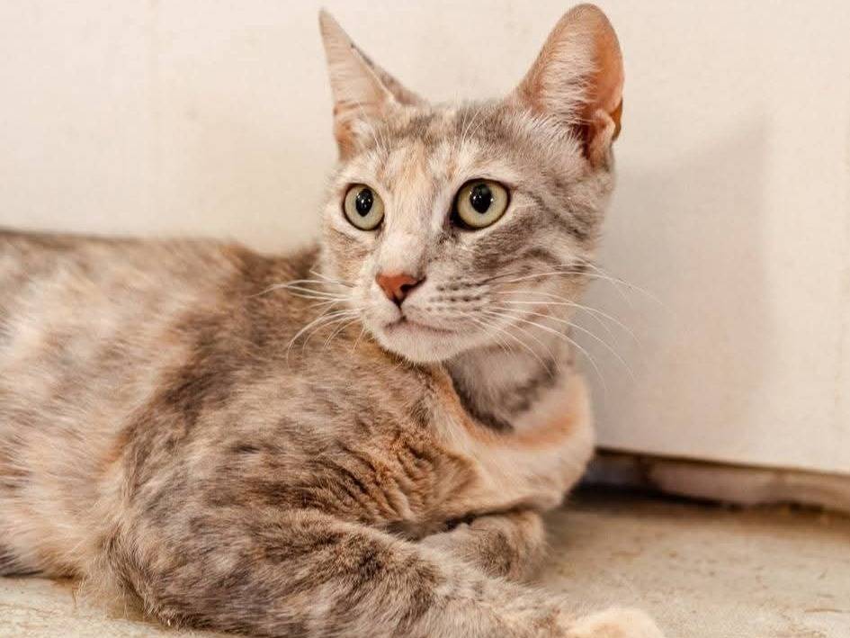 Adozione gatto, femmina, Razza sconosciuta Razza sconosciuta, 2 anni e 2 mesi, taglia non valida, Bari