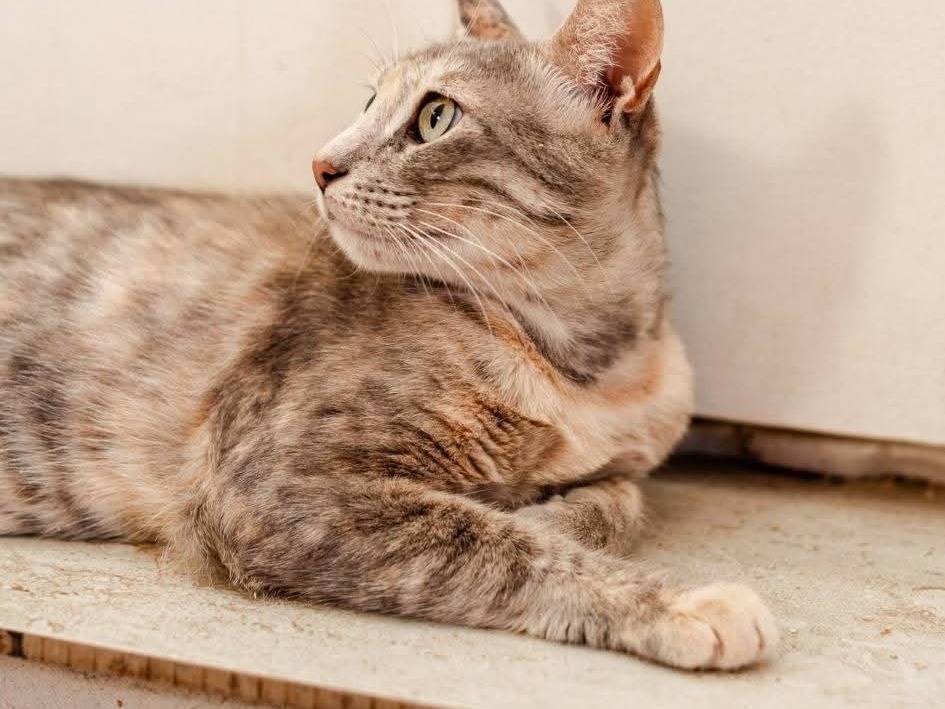 Adotta un gatto, femmina, 2 anni e 2 mesi, Bari