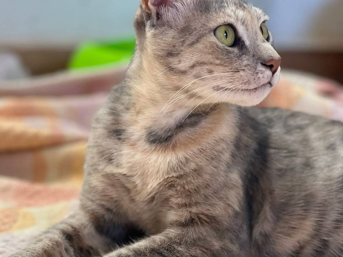 Vuoi adottare un gatto a Bari?