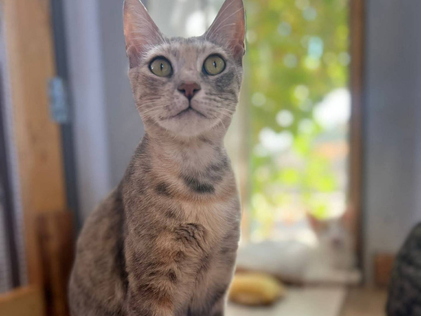 Adotta il gatto Misa a Bari
