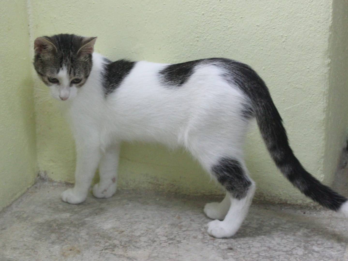 Vuoi adottare un gatto a Catanzaro?