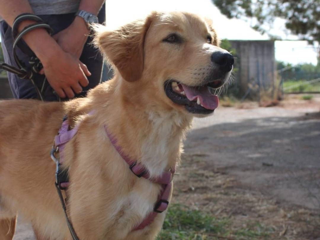 Adozione cane, maschio, Razza sconosciuta Razza sconosciuta, 1 anno e 6 mesi, taglia media, Crotone