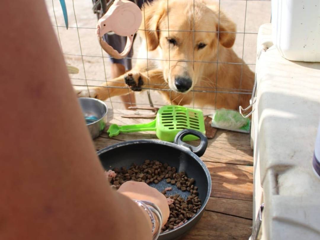 Adotta un cane, maschio, 1 anno e 6 mesi, Crotone