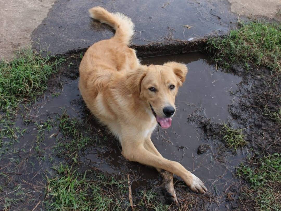 Adotta un cane, taglia media, maschio, Crotone