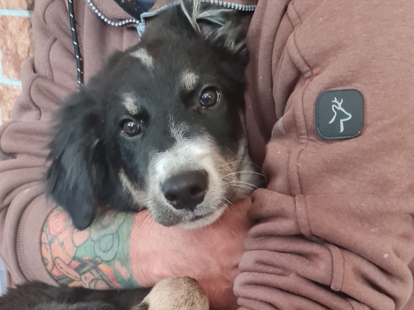Adozione cane, maschio, Razza sconosciuta Razza sconosciuta, 4 mesi, taglia media, Trento