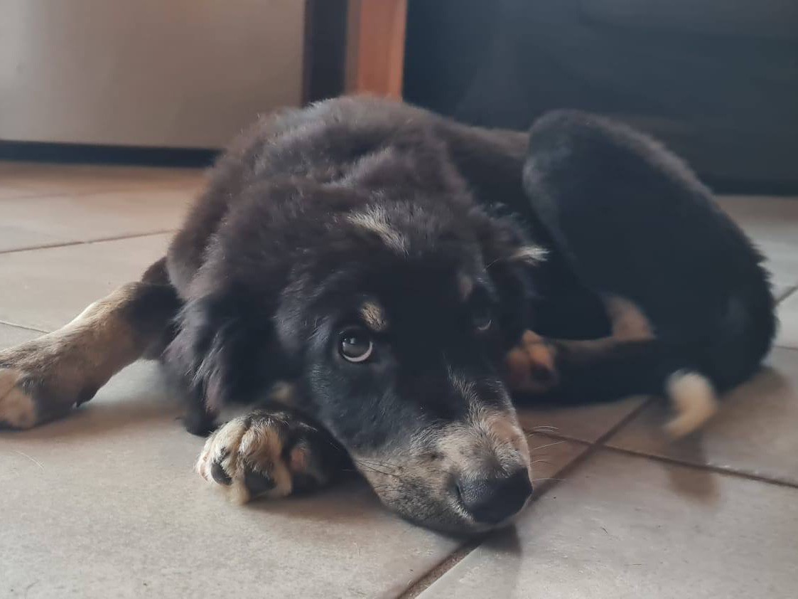 Adotta un cane, maschio, 4 mesi, Trento