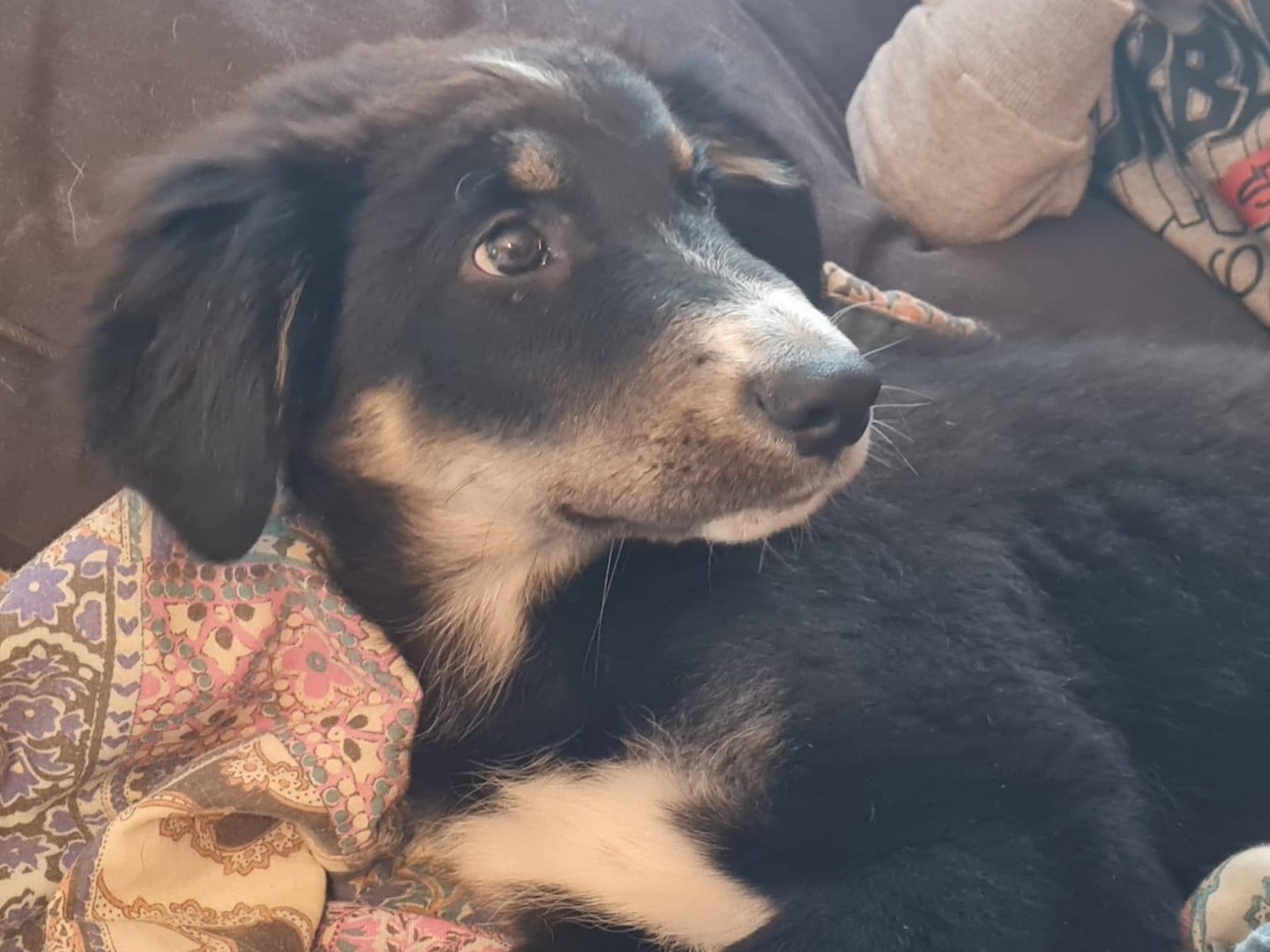 Adotta un cane, taglia media, maschio, Trento