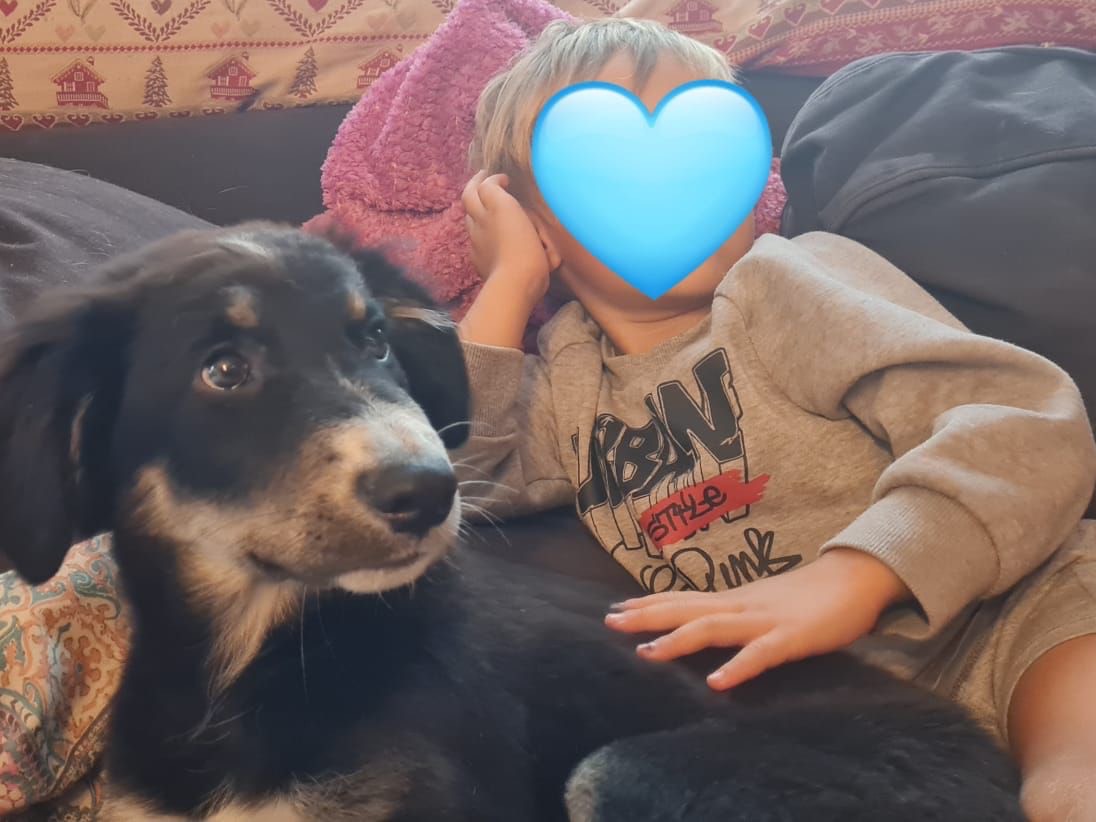 Adotta il cane Stitch a Trento