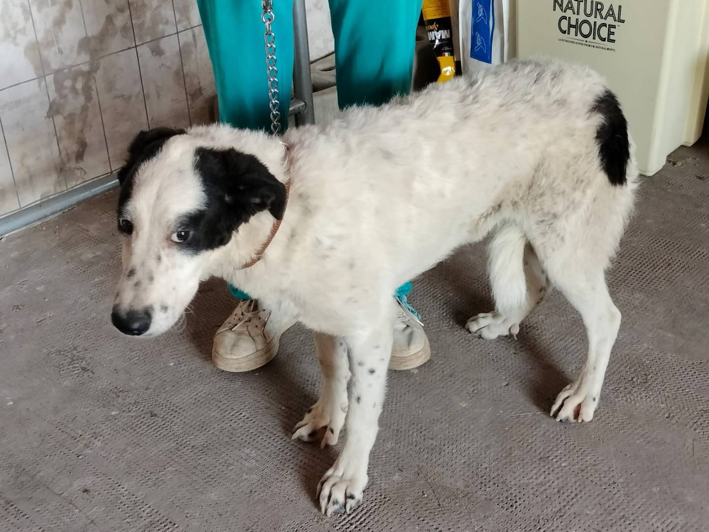 Vuoi adottare un cane a Frosinone?