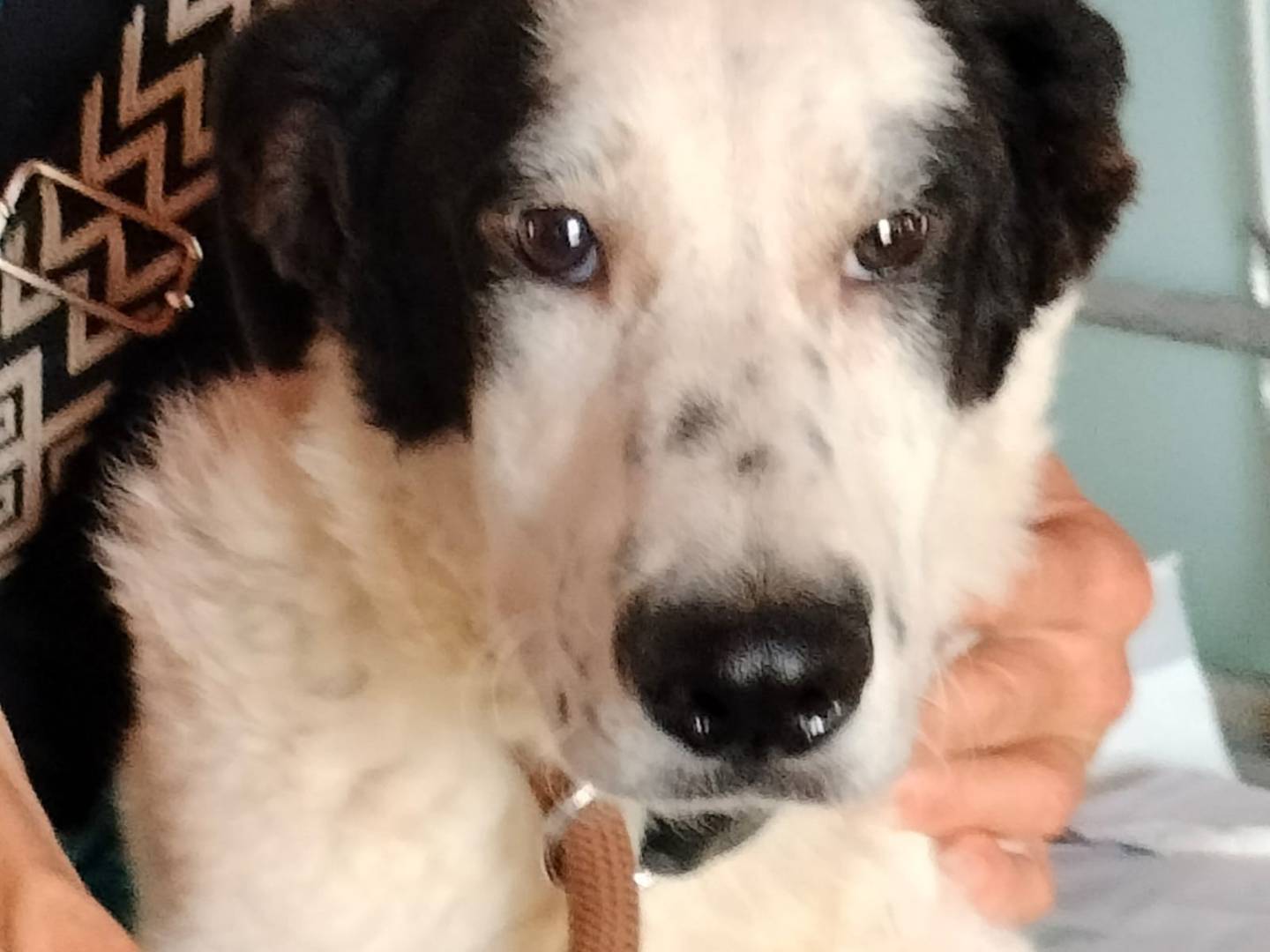 Adotta il cane TATI a Frosinone