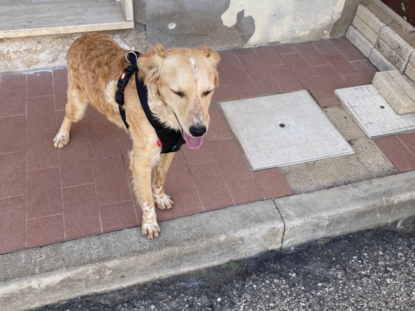 Adozione cane, maschio, Breton Razza sconosciuta, 1 anno e 1 mese, taglia media contenuta, Potenza