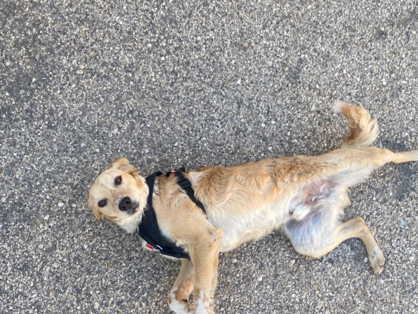 Adotta un cane, maschio, 1 anno e 1 mese, Potenza