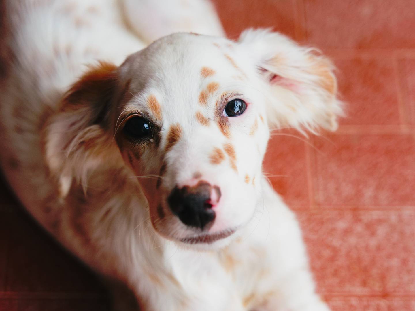 Adozione cane, maschio, Setter Inglese Razza sconosciuta, 3 mesi, taglia media, Milano