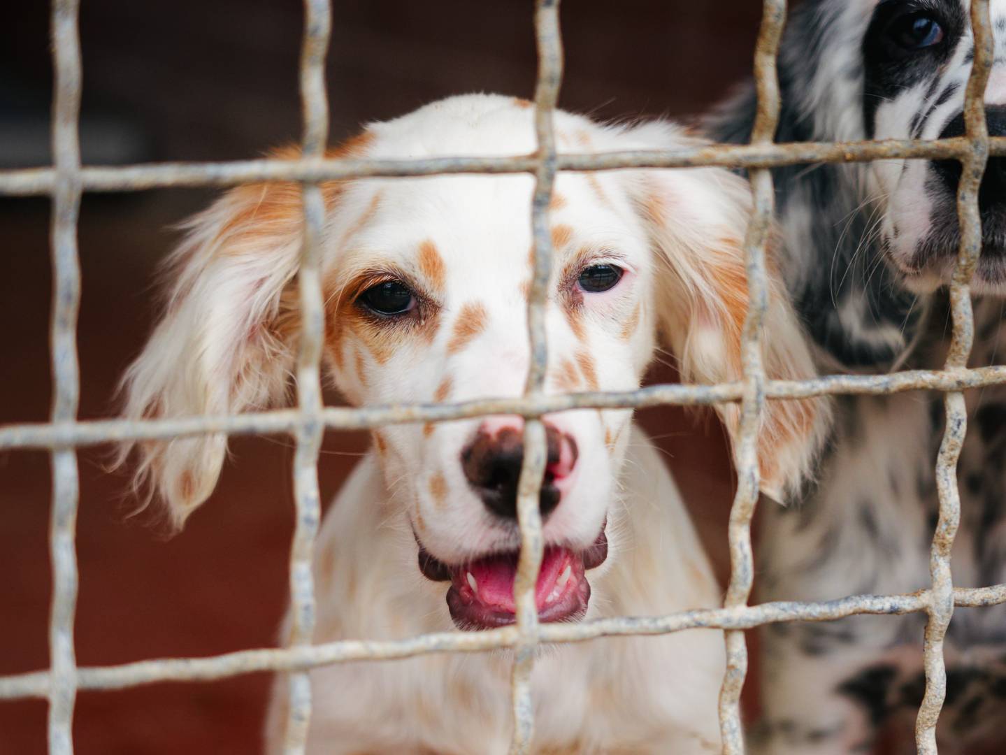 Adotta un cane, maschio, 3 mesi, Milano