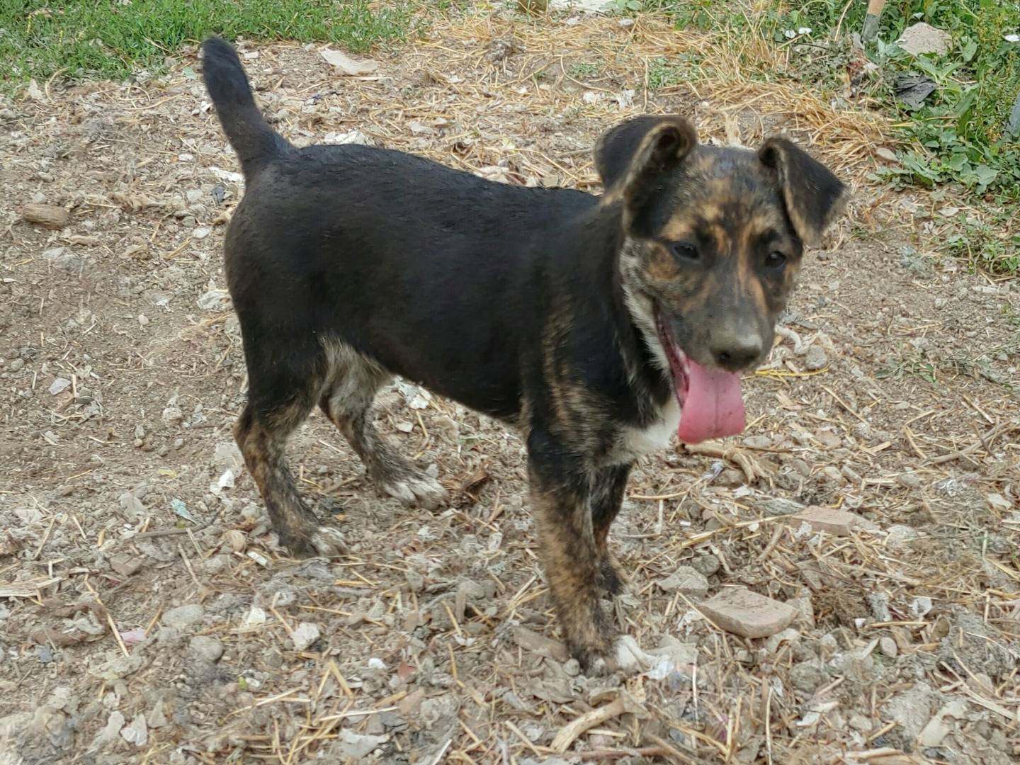 Adozione cane, femmina, Razza sconosciuta Razza sconosciuta, 5 mesi, taglia media contenuta, Messina