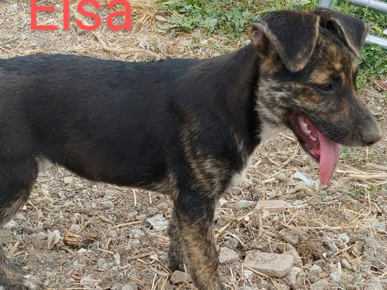 Adotta un cane, femmina, 5 mesi, Messina