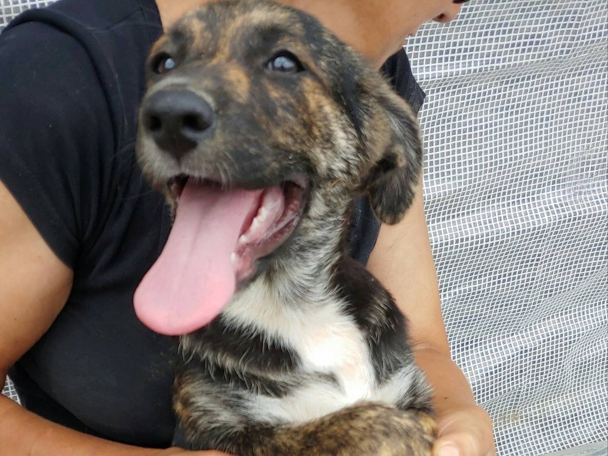 Adotta un cane, taglia media contenuta, femmina, Messina