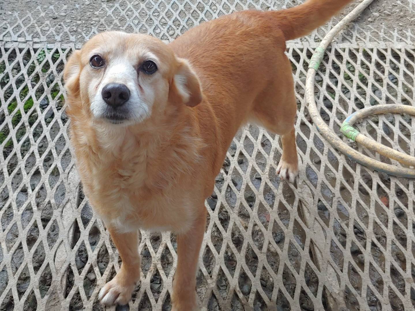 Adozione cane, femmina, Razza sconosciuta Razza sconosciuta, 5 anni e 2 mesi, taglia piccola, Messina