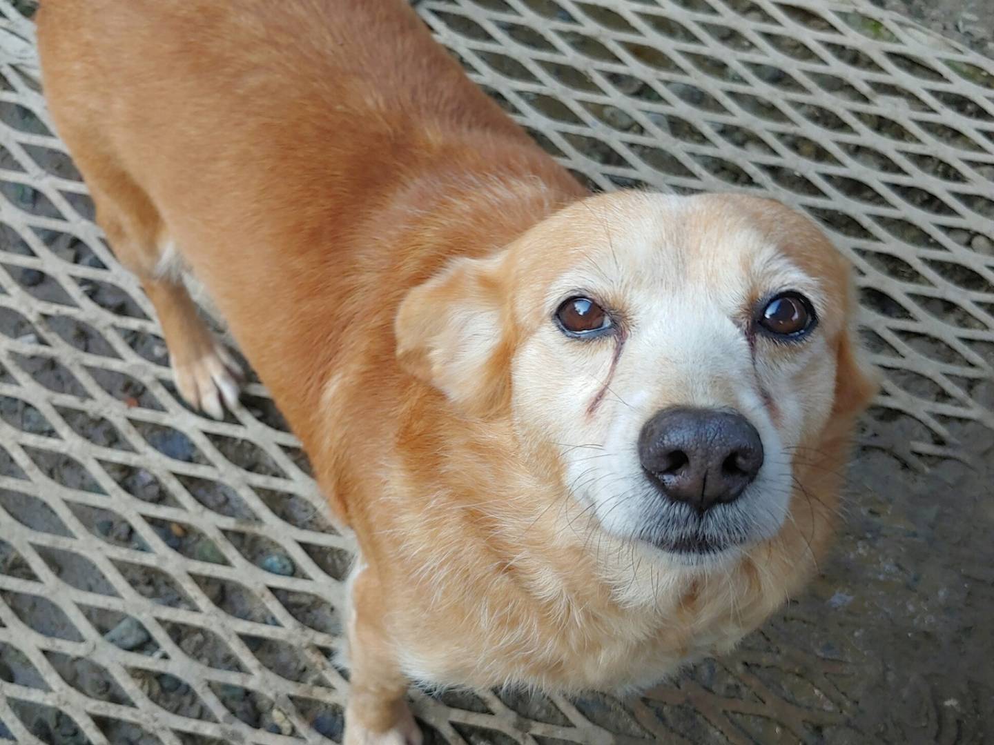 Adotta un cane, femmina, 5 anni e 2 mesi, Messina