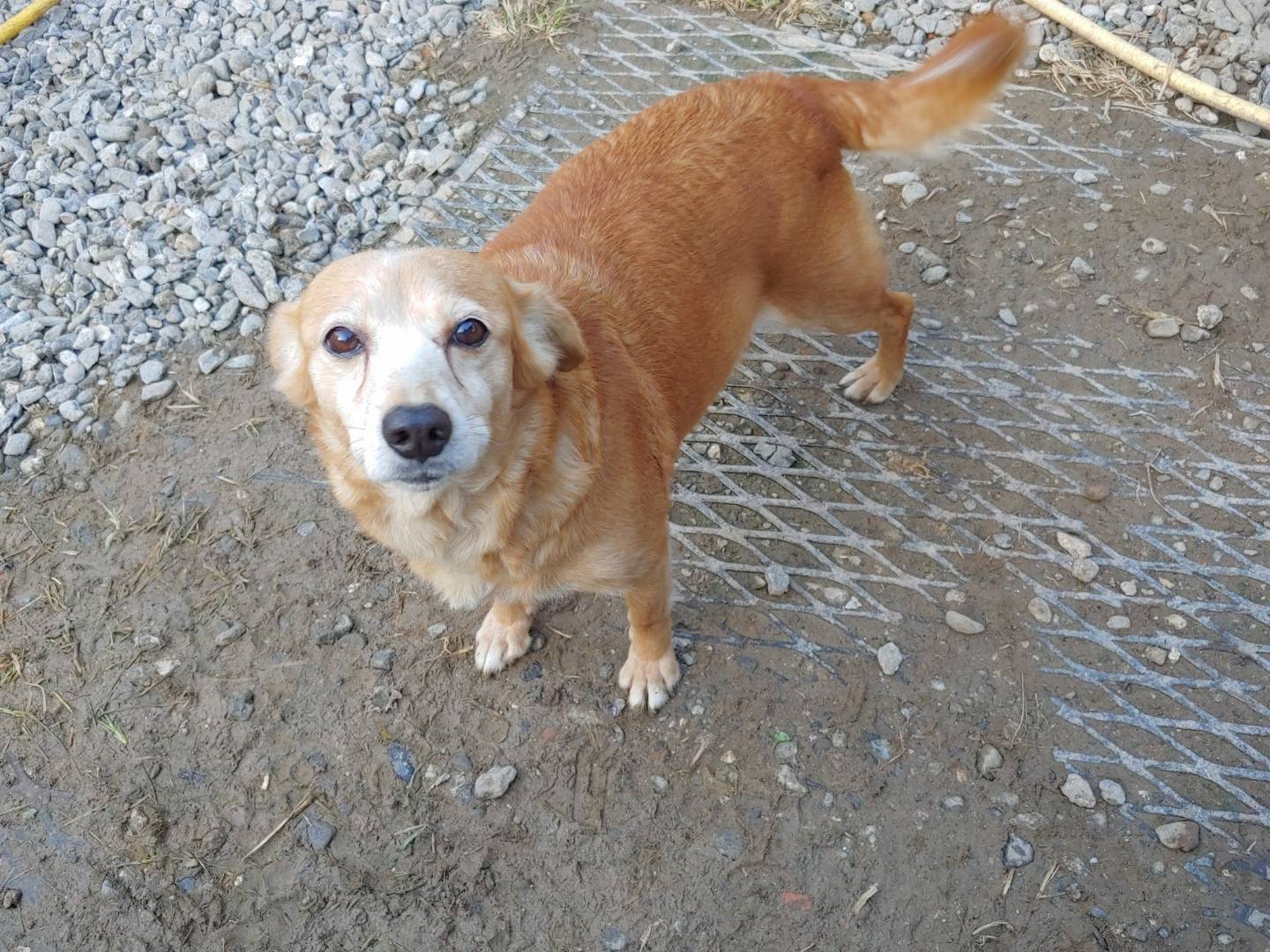 Adotta un cane, taglia piccola, femmina, Messina
