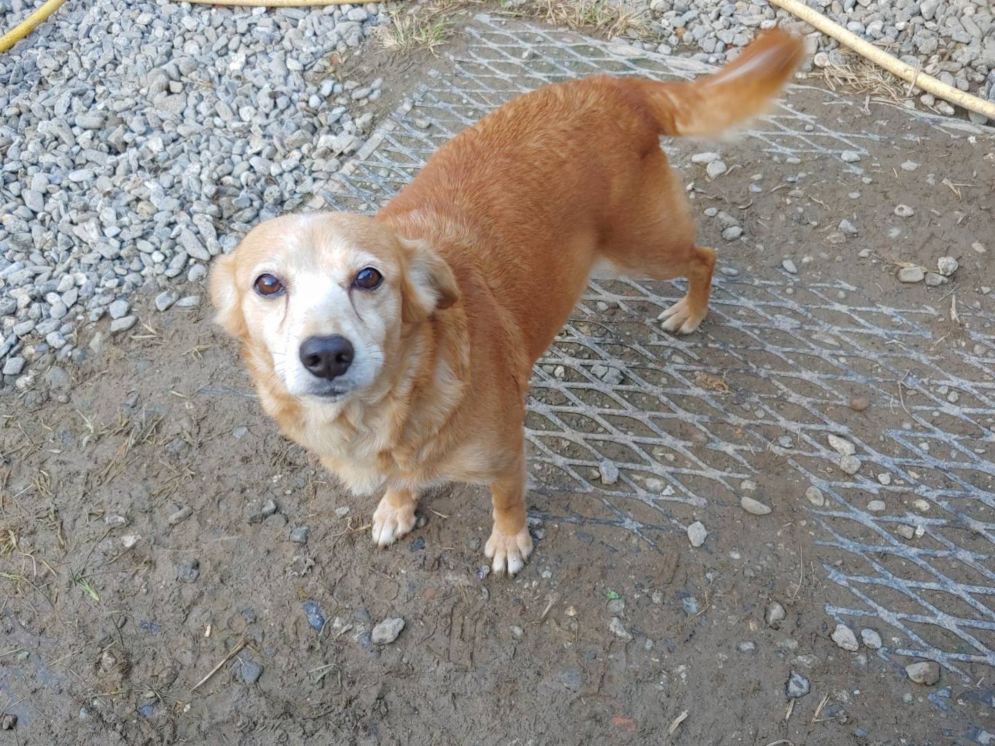 Vuoi adottare un cane a Messina?