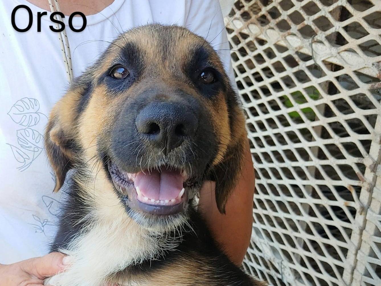 Adozione cane, maschio, Razza sconosciuta Razza sconosciuta, 4 mesi, taglia media contenuta, Messina