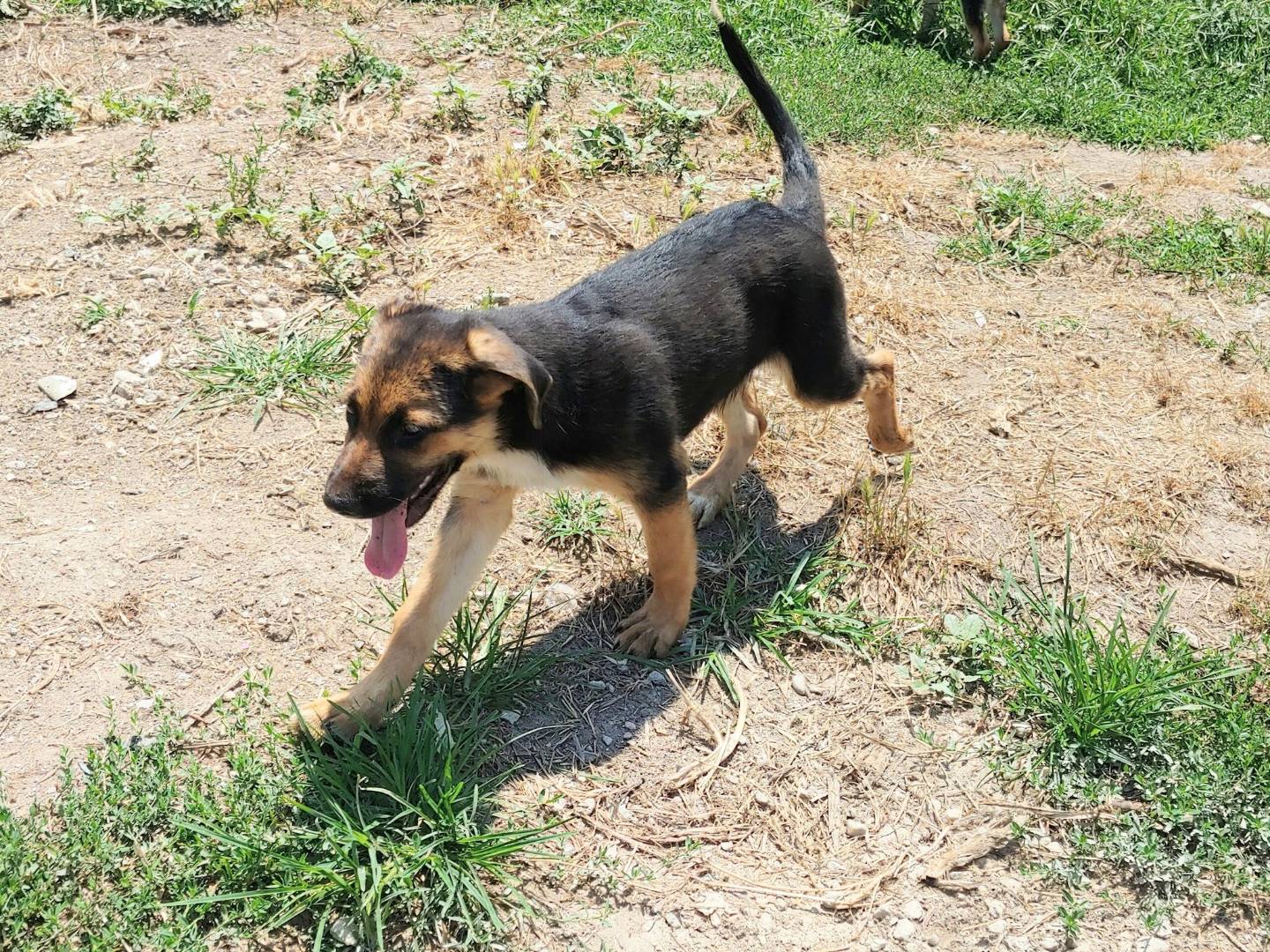 Adotta un cane, maschio, 4 mesi, Messina