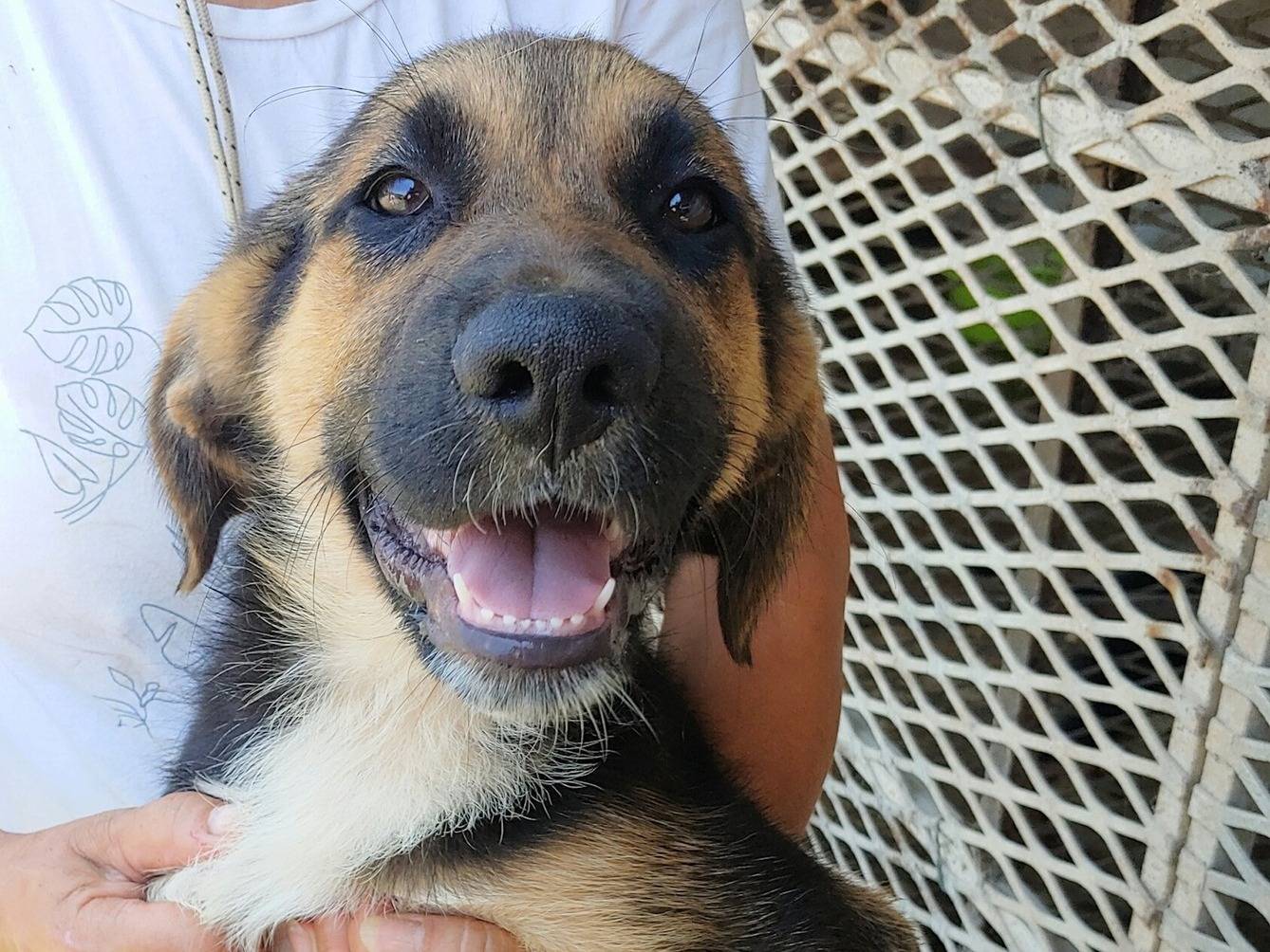 Adotta un cane, taglia media contenuta, maschio, Messina