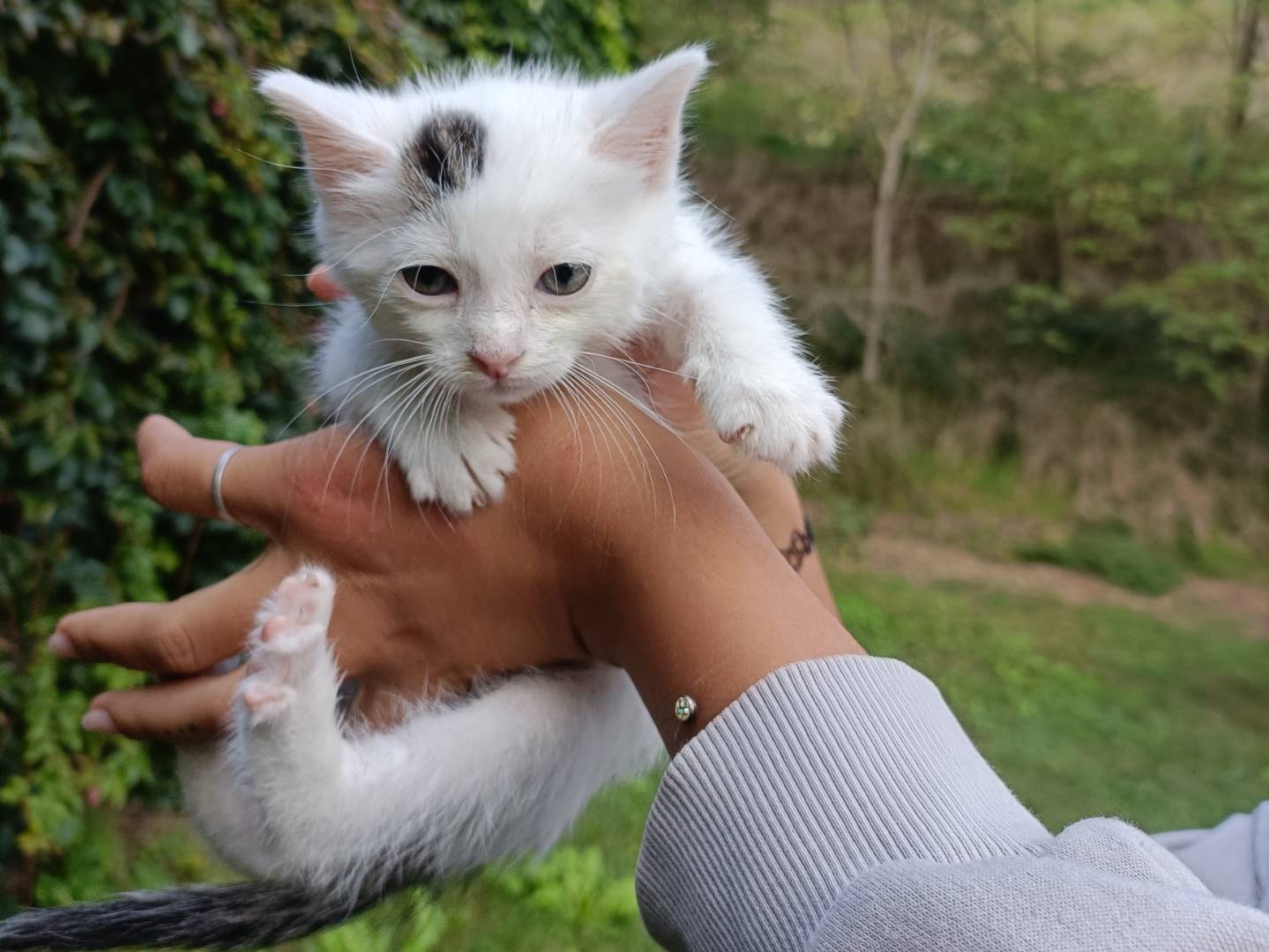 Adozione gatto, maschio, Razza sconosciuta Razza sconosciuta, 1 mesi, taglia non valida, Asti