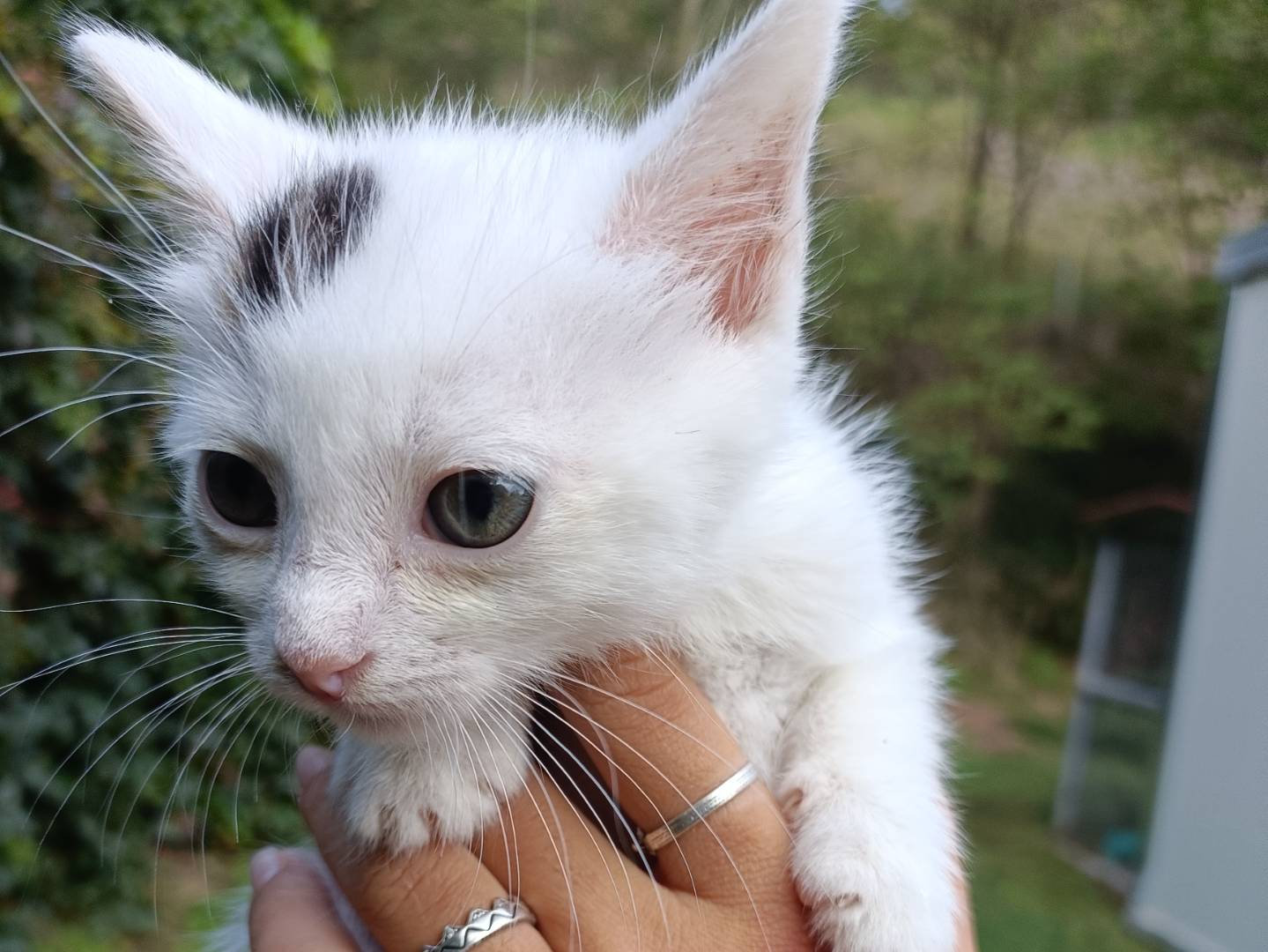 Adotta un gatto, maschio, 1 mesi, Asti