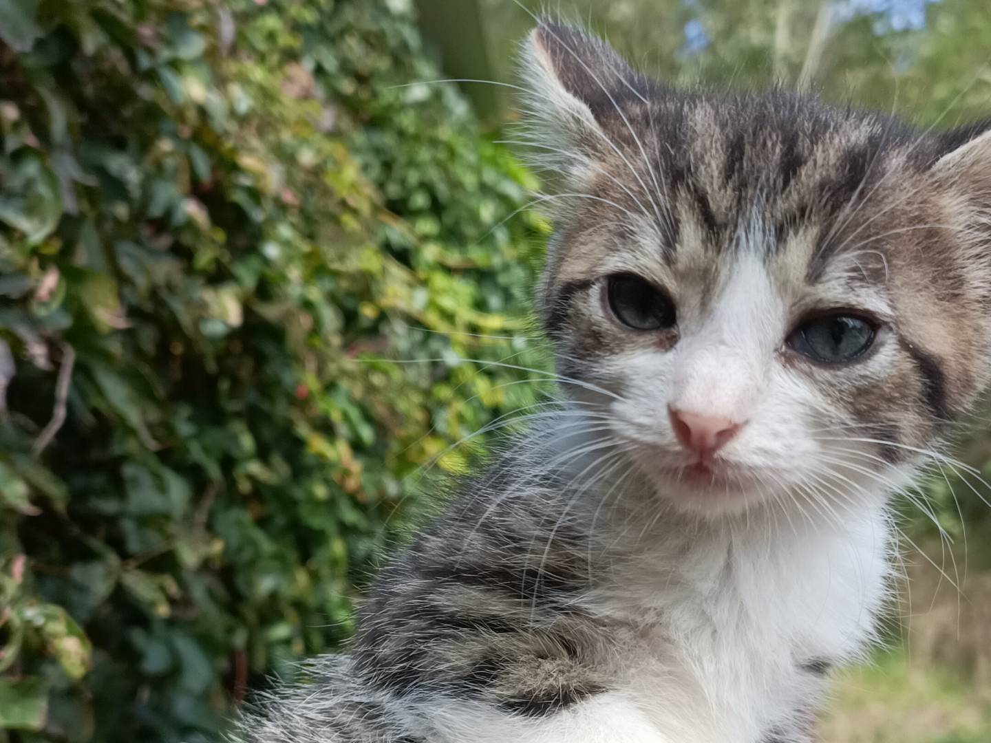Adotta un gatto, femmina, 1 mesi, Asti